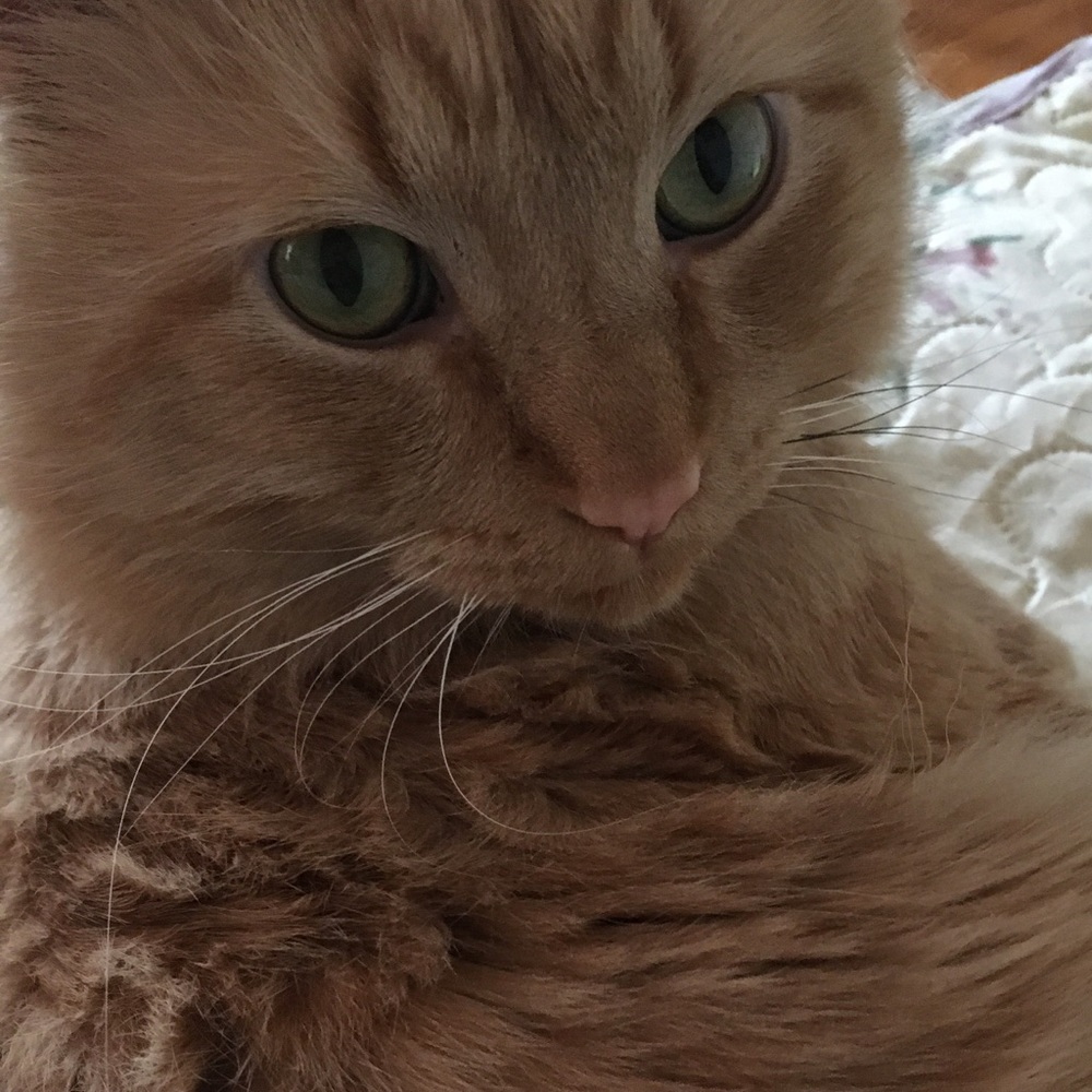 Meet your Posher, Holly